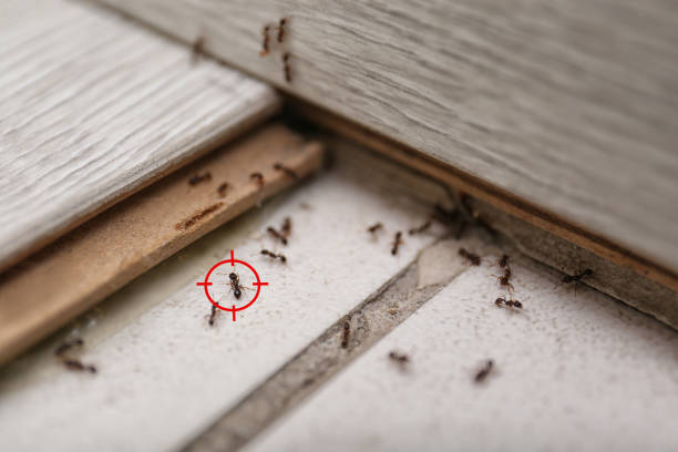 Best Pest Control for Businesses  in Twain Harte, CA