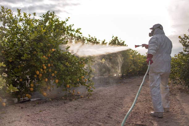 Spider Control Near Me in Twain Harte, CA