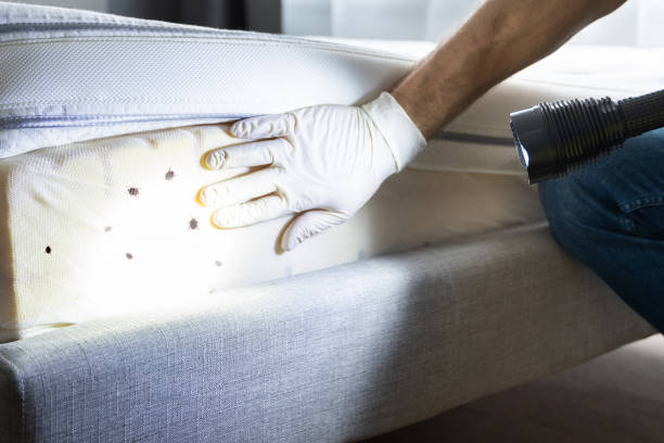 Best Pest Control Near Me  in Twain Harte, CA