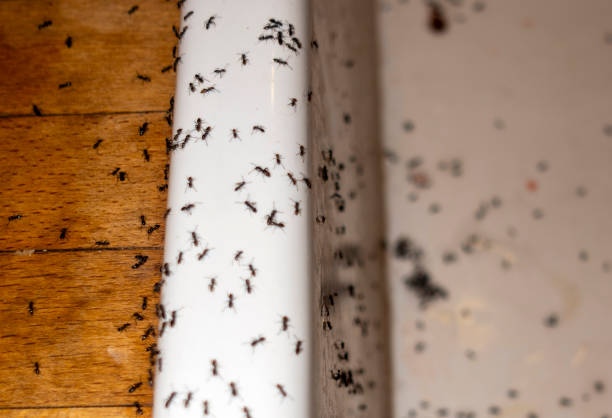 Best Best Pest Control Companies  in Twain Harte, CA