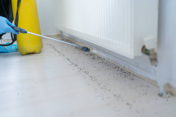 Best Pest Control Near Me  in Twain Harte, CA