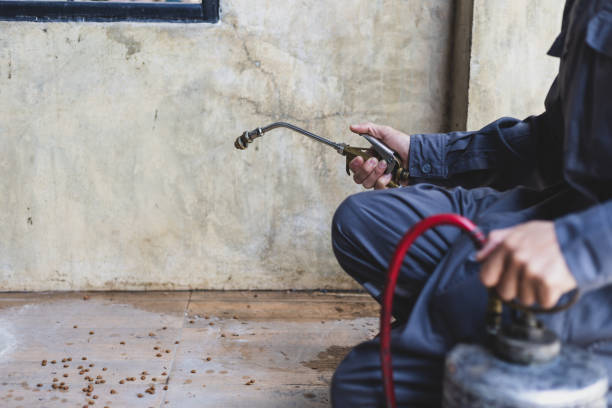 Best Rat Extermination Near Me  in Twain Harte, CA